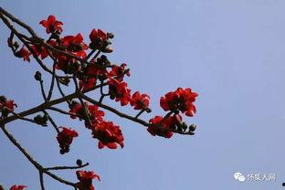 深圳木棉花爆料案件最新,揭开娱乐圈潜规则黑幕
